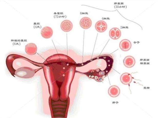 供卵试管代怀有吗【供卵试管代怀有吗：全面解析代孕流程和风险】